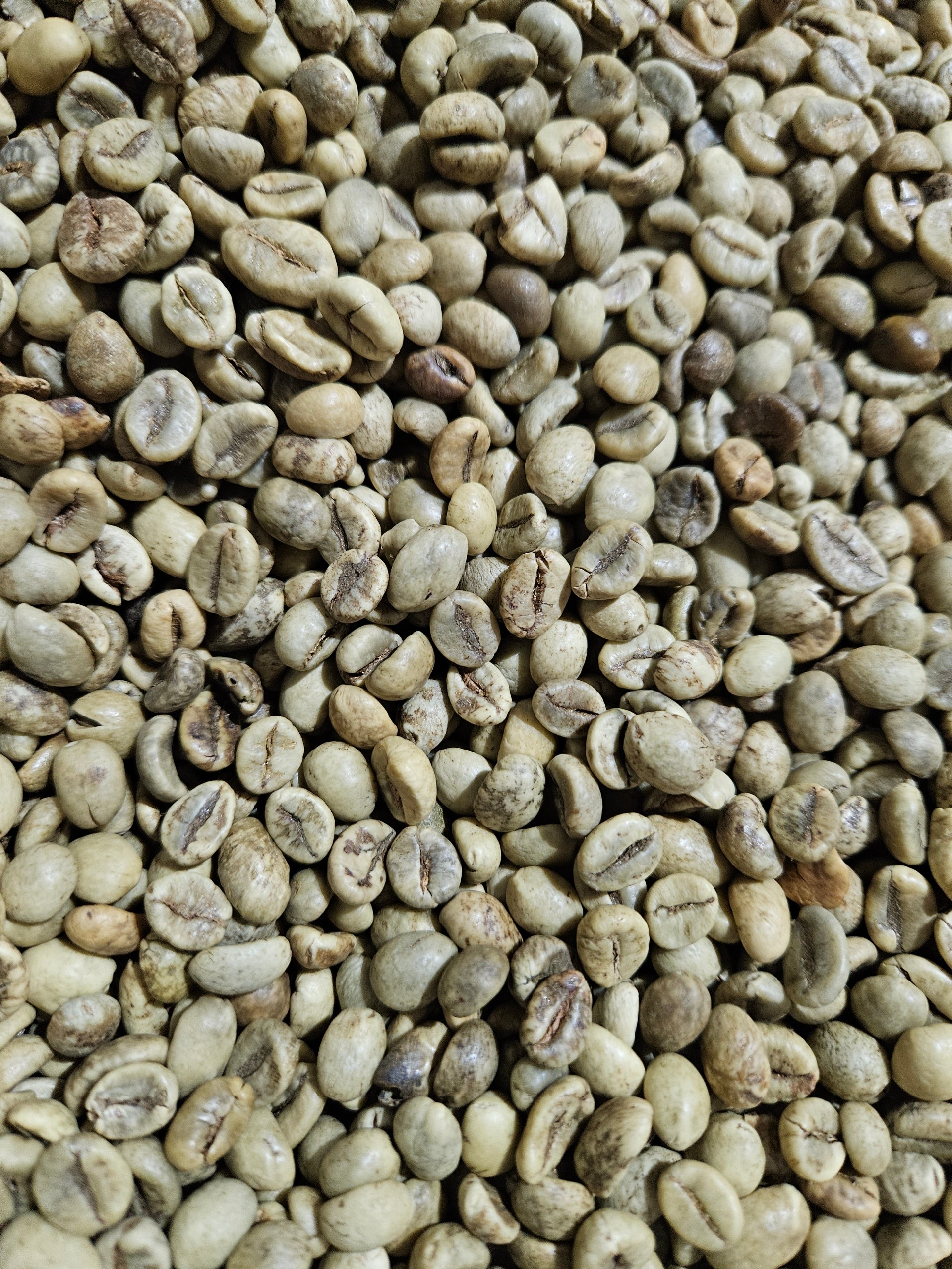 Vietnamese: Robusta Green Coffee